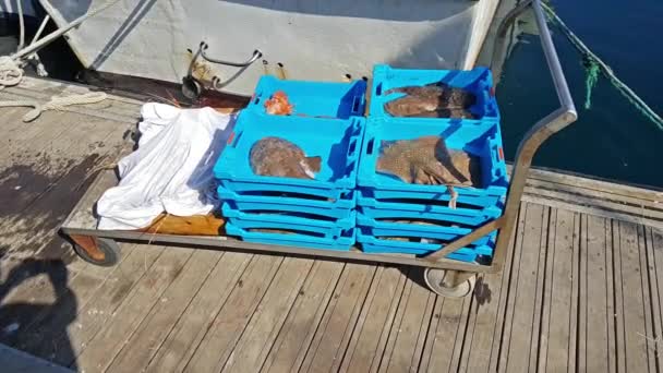 Сині контейнери з ловлею морської риби, делікатесами — стокове відео