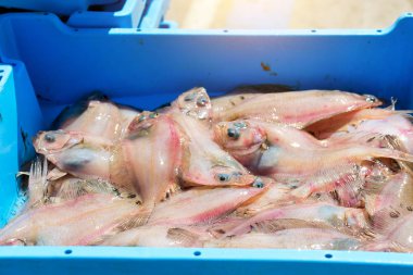 Kapları ile deniz balık lezzetleri Yassı balık yakalamak