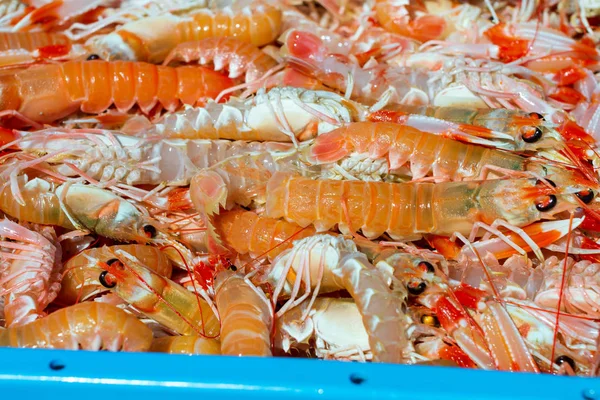 Wadah plastik biru dengan tangkapan udang laut — Stok Foto