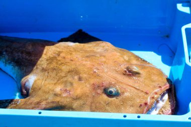 Konteyner, catch deniz maymunbalığı lezzetler, Blanes