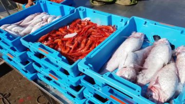 Mavi bir deniz balık yakalamak ile plastik kaplar okyanus lezzetleri. Bir taze balık endüstriyel yakalamak. Balık Müzayede toptancılar ve restoranlar için. Blanes, İspanya, Costa Brava. Blanes limanda Balık tutma