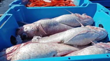 Mavi kapları ile deniz balık lezzetleri yakalamak
