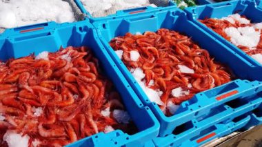 Mavi kapları ile deniz karides yakalamak