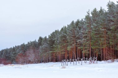 Kış karlı çam ormanı Narva Bay. Narva-Joesuu