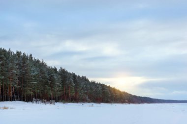 Kış karlı çam ormanı Narva Bay. Narva-Joesuu