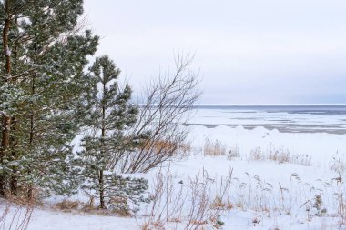 Kış karlı çam ormanı Narva Bay. Narva-Joesuu