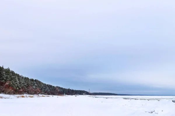 Winter snowy pine forest Narva Bay. Narva-Joesuu — Stock Photo, Image