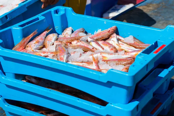 Δοχεία με πιάσει εδέσματα ψάρια θάλασσα Blanes — Φωτογραφία Αρχείου