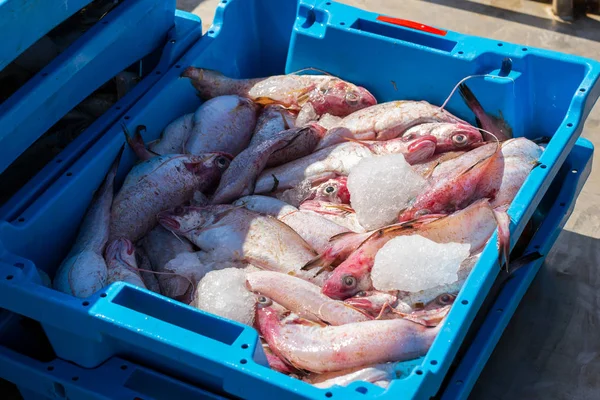 Kapları ile deniz balık lezzetleri Blanes yakalamak