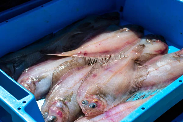 Kapları ile deniz balık lezzetleri Yassı balık yakalamak