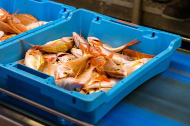 Kapları ile deniz balık lezzetleri Blanes yakalamak