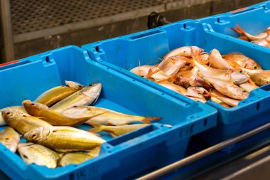 Kapları ile deniz balık lezzetleri Blanes yakalamak