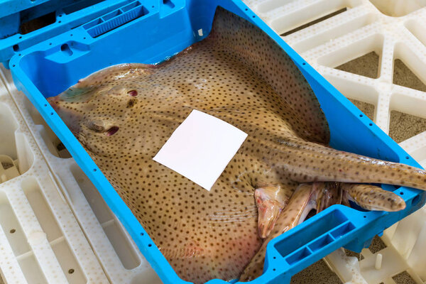 Catch sea delicacies, Electric Stingray, Blanes SP