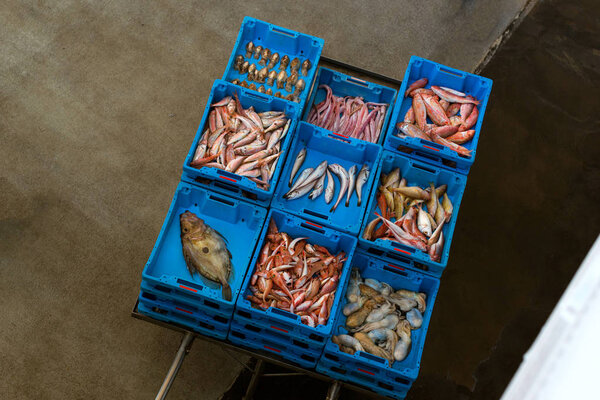 Containers with catch sea fish delicacies Blanes