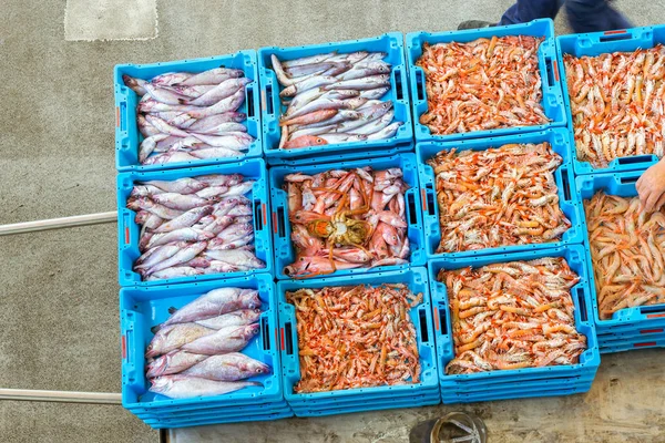 Kapları ile deniz balık lezzetleri Blanes yakalamak