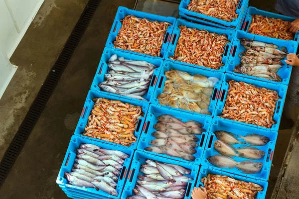 Containers with catch sea fish delicacies Blanes — Stock Photo, Image