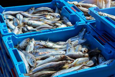 Kapları ile deniz balık lezzetleri Blanes yakalamak