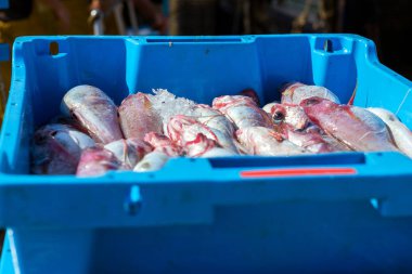 Kapları ile deniz balık lezzetleri Blanes yakalamak