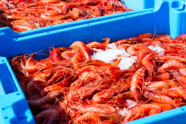 Contenedores de plástico azul, captura de mar Camarones reales — Foto de Stock