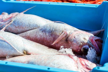 Kapları ile deniz balık lezzetleri Blanes yakalamak