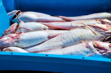 Kapları ile deniz balık lezzetleri Blanes yakalamak