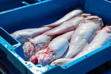 Kapları ile deniz balık lezzetleri Blanes yakalamak