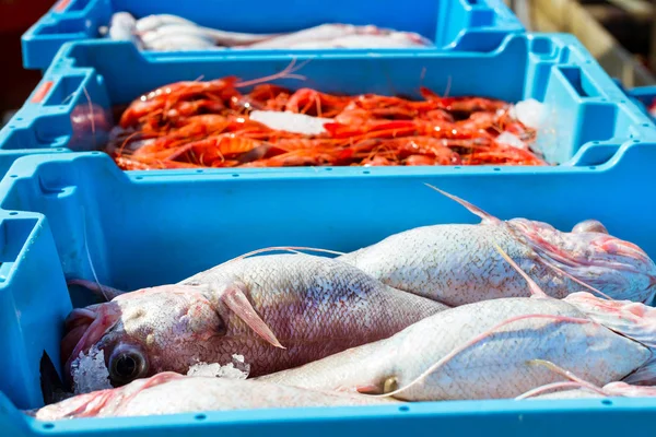 Δοχεία με πιάσει εδέσματα ψάρια θάλασσα Blanes — Φωτογραφία Αρχείου