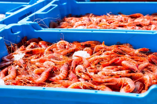 Blue plastic containers, catch of sea Royal shrimp — Stock Photo, Image