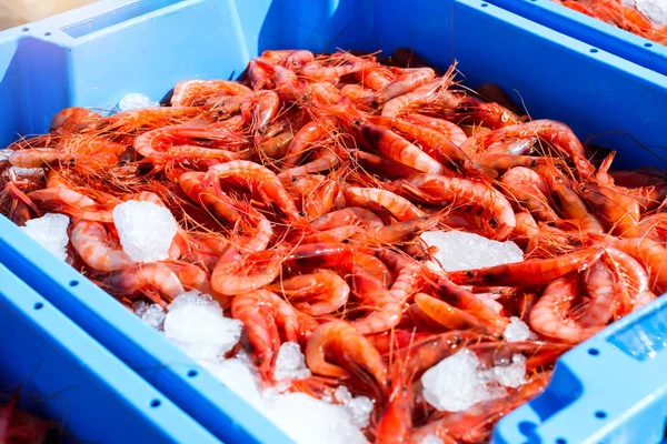 Contenedores de plástico azul, captura de mar Camarones reales — Foto de Stock