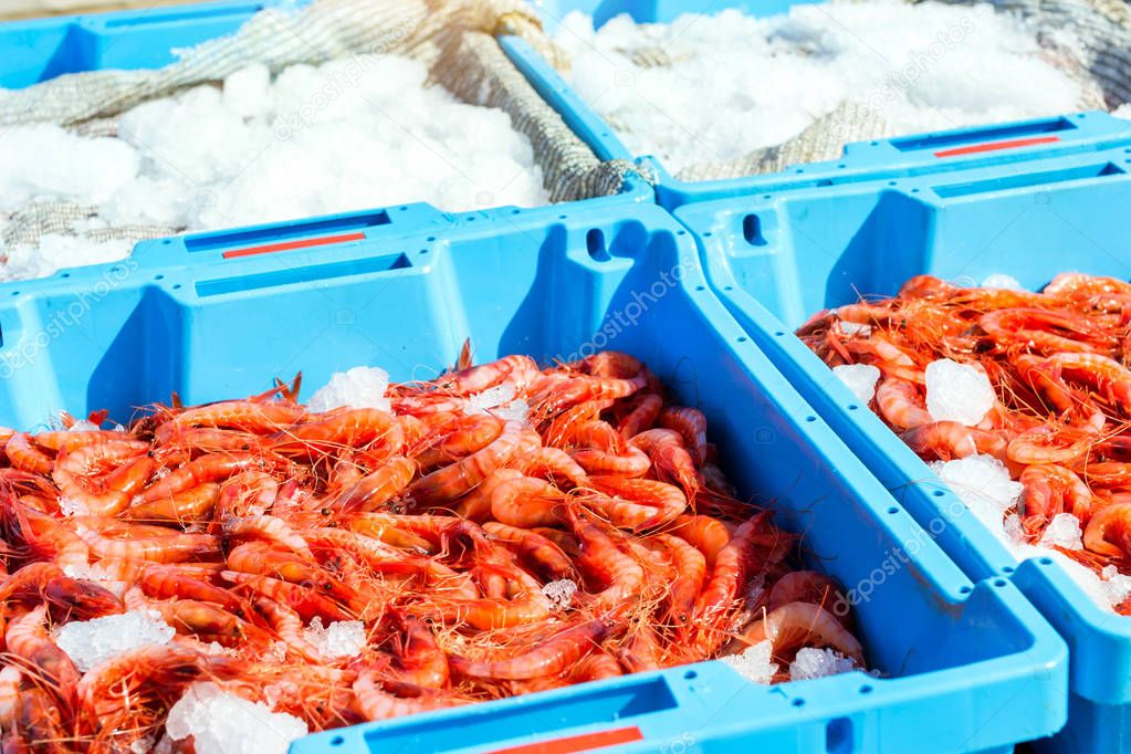 Blue plastic containers, catch of sea Royal shrimp