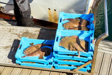 Yakalamak deniz balığı, elektrik Stingray ve Monkfish