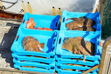 Deniz Redfish yakalamak, elektrik Stingray ve Monkfish