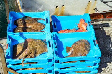 Deniz Redfish yakalamak, elektrik Stingray ve Monkfish