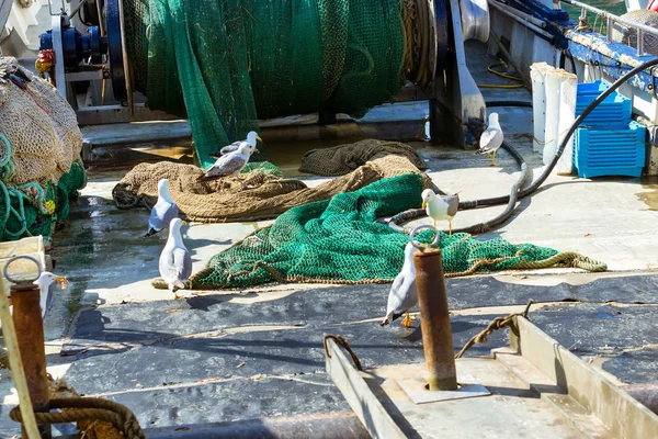 Seagulls eat fish on Board fishing vessel. Blanes