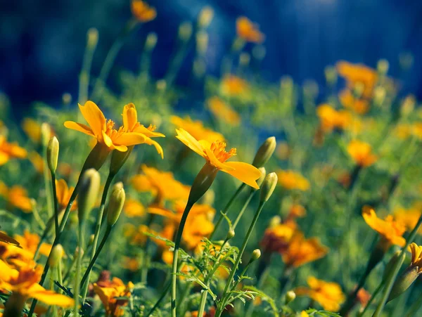 Bright and colorful wildflowers in the field