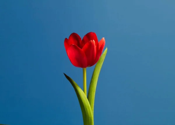 Bright and colorful tulip flower on sky background
