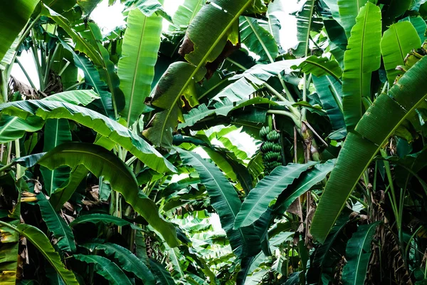 Árbol Plátano Con Montón Plátanos Crecimiento Tono Oscuro — Foto de Stock