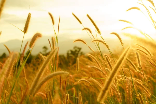 Tilki kuyruğu otlar günbatımı, Setaria viridis, seçici odak.