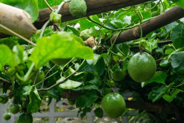 Tutku meyve taze yeşil değil pişirilir henüz hazır.