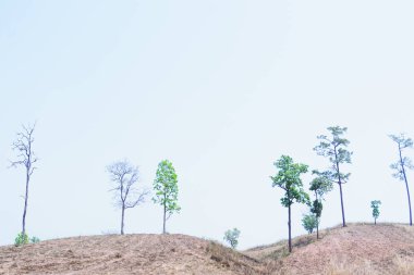 Arkadaşımın ağacı, nereye gittiler??