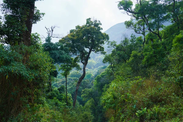 Rico Bosque Llama Selva Tropical — Foto de Stock