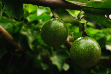 tutku meyve meyve taze yeşil değil pişirilir henüz hazır