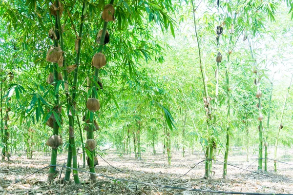 close up green bamboo planted in the garden,BAMBUSA BEECHEYANA MUNRO BEECHEY BAMBOO, SILKBALL.