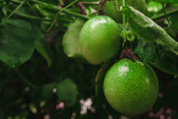 Mučenky Čerstvé Zelené Plody Není Vařená Dosud Připraven — Stock fotografie