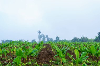 Muz plantasyon. Muz çiftlik. Uyandığımız kırsal çiftlik bitkilerde genç muz.
