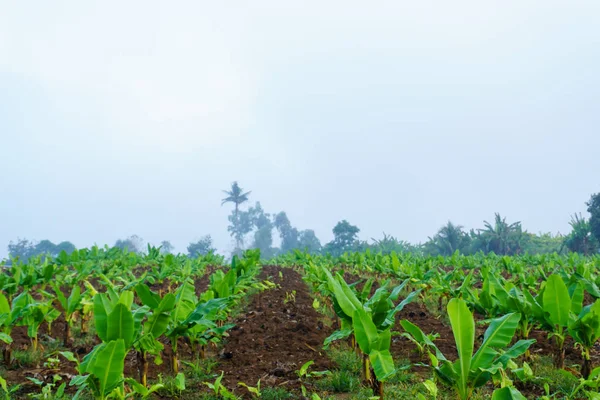 Bananenplantage Banaan Farm Jonge Bananen Planten Landelijke Boerderij Ochtends Stockfoto