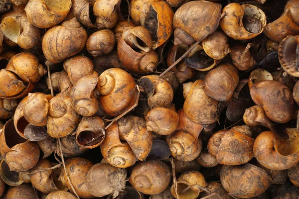 Altın applesnail dizilmiş, dizilmiş, yer-in tam.