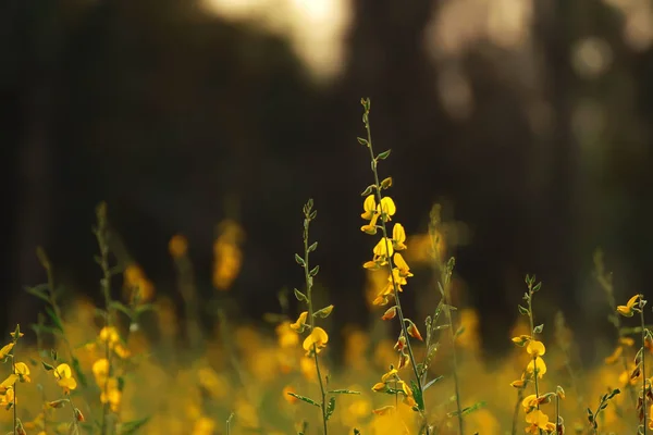 Crotalaria juncea, Sunhemp toprak beslemek için yetiştirilen ve ayrıca güzel çiçekleri olan bir bitkidir.