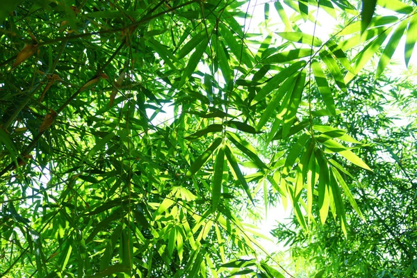 Bambusa Beecheyana マンロー Beechey Silkball 庭に植えられた緑笹の葉を閉じる — ストック写真