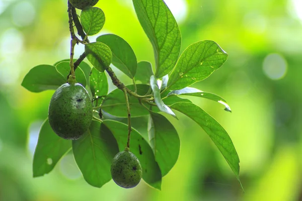 Авокадо Дереві Зелений Тон — стокове фото